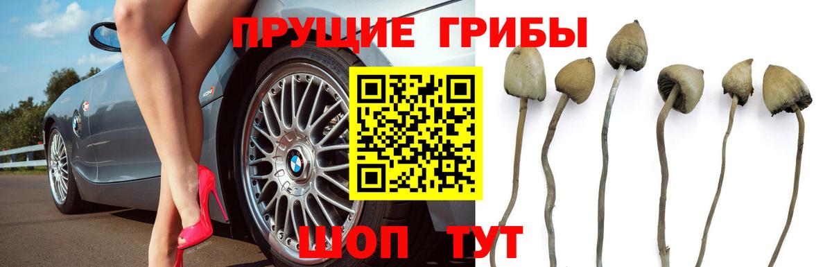 Псилоцибиновые грибы мицелий  Вход с VPN  Мичуринск 